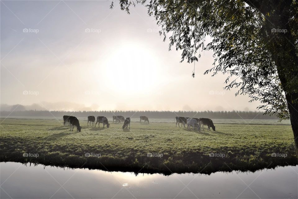 group of cows in a foggy field at sunset with a ditch at the foreground