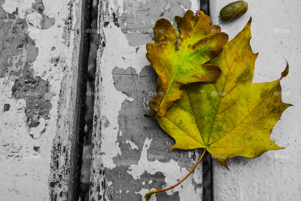 A couple of beautiful colored autumn leaves on a black and white wooden floor