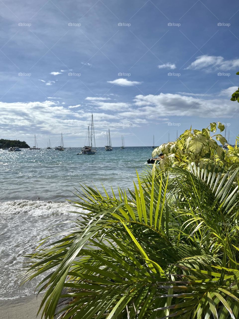 Landscape of the French West Indies