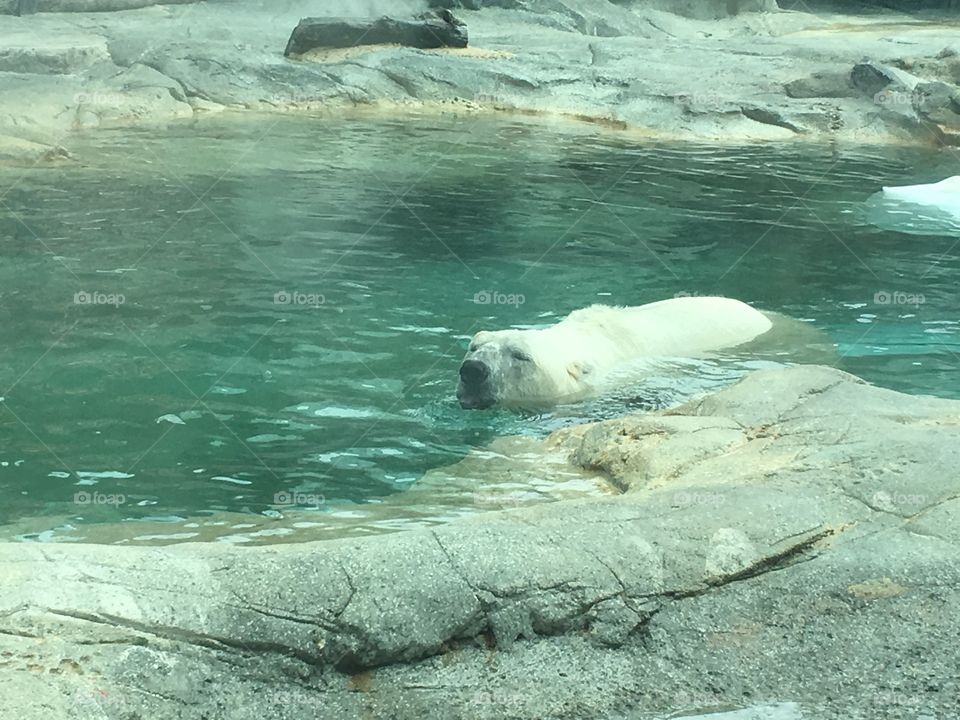 Polar bear