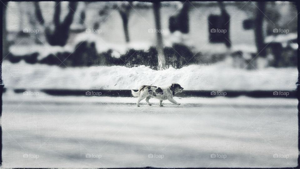 Winter, Snow, Dog, Animal, Canine