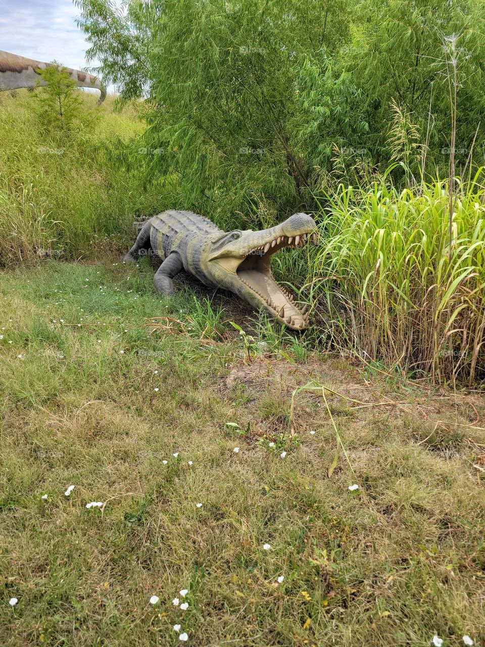 Alligator in Grass