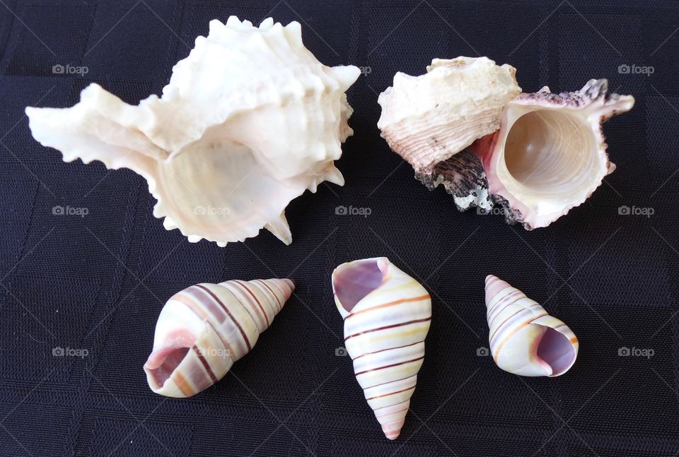 seashells assorted  on dark surface gastropod cerith