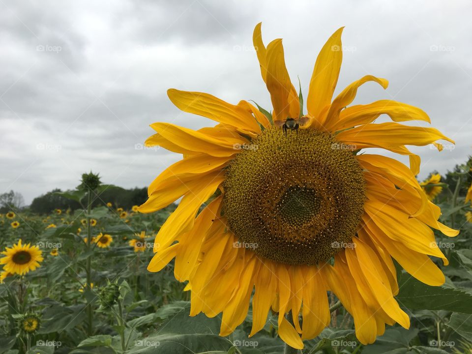 Sunflower