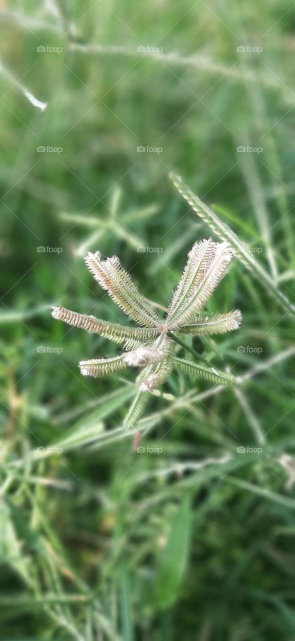 my filed grass so beautiful