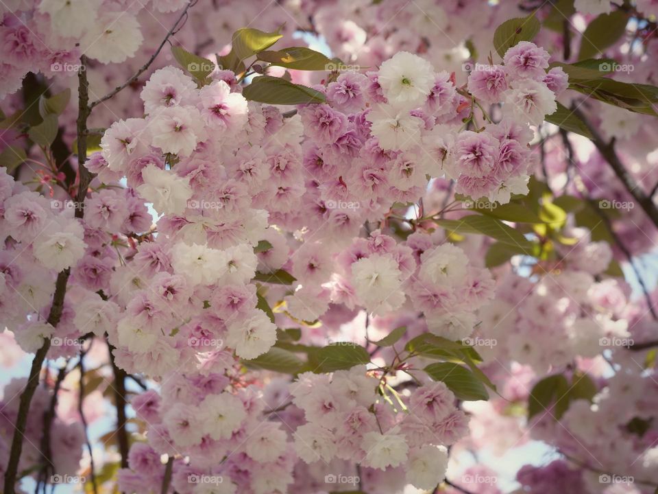 Spring blossoms