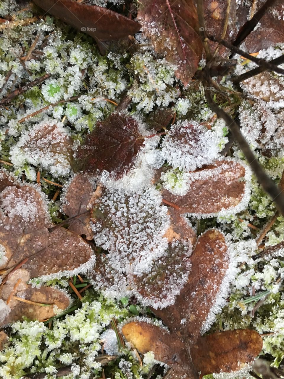 Frost on fallen leaves 