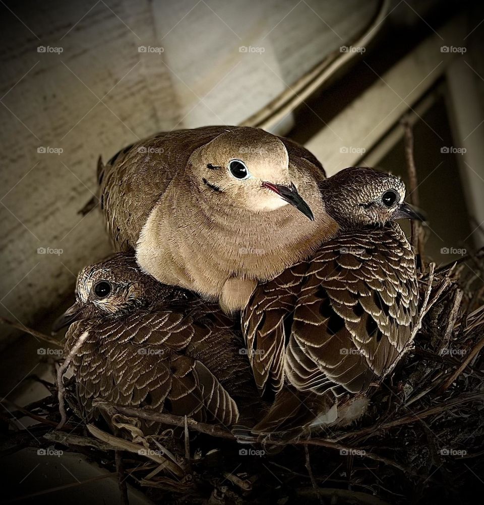 Mother Dove and Squabs in Nest