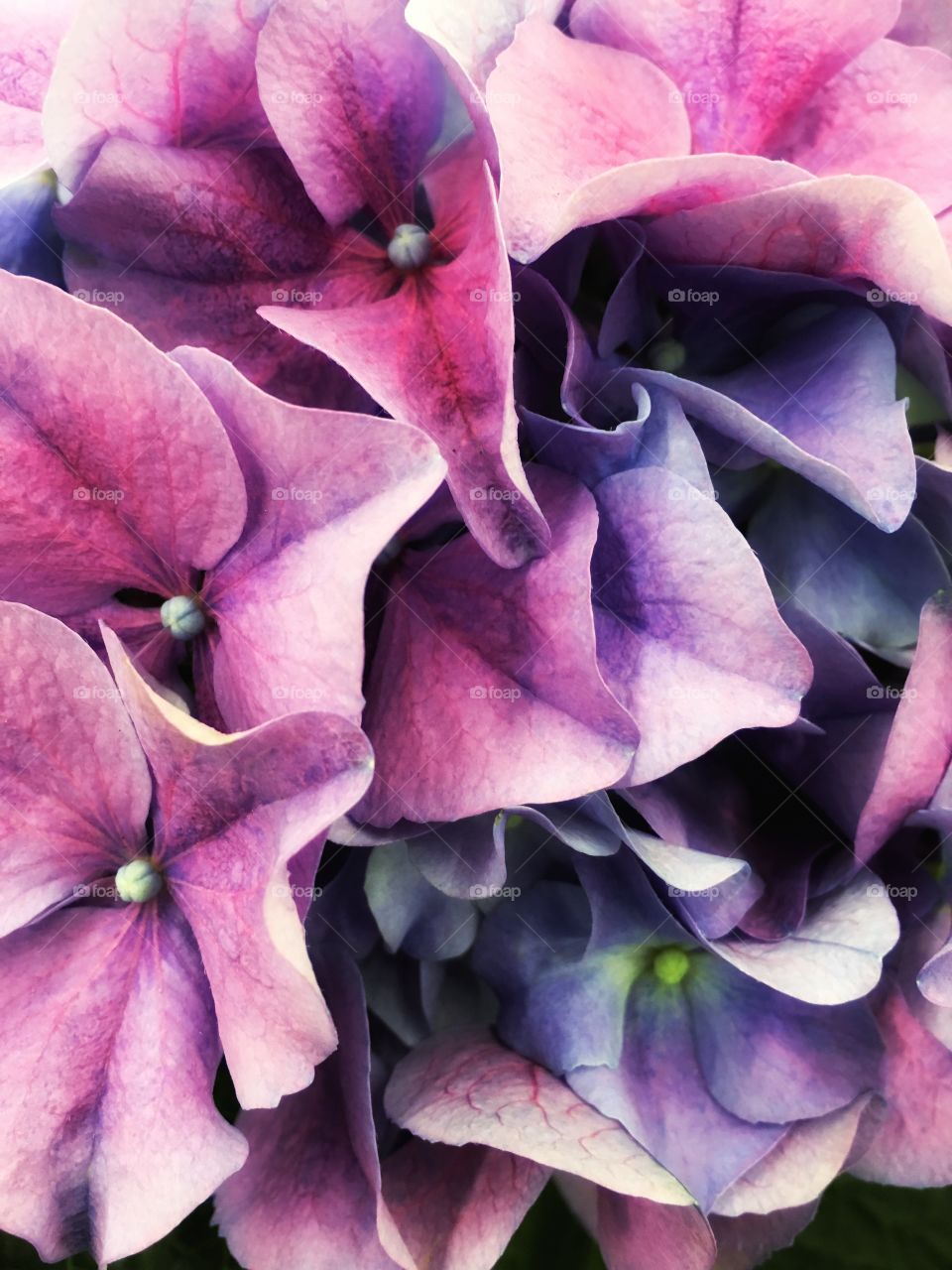 Amazing color of hydrangea