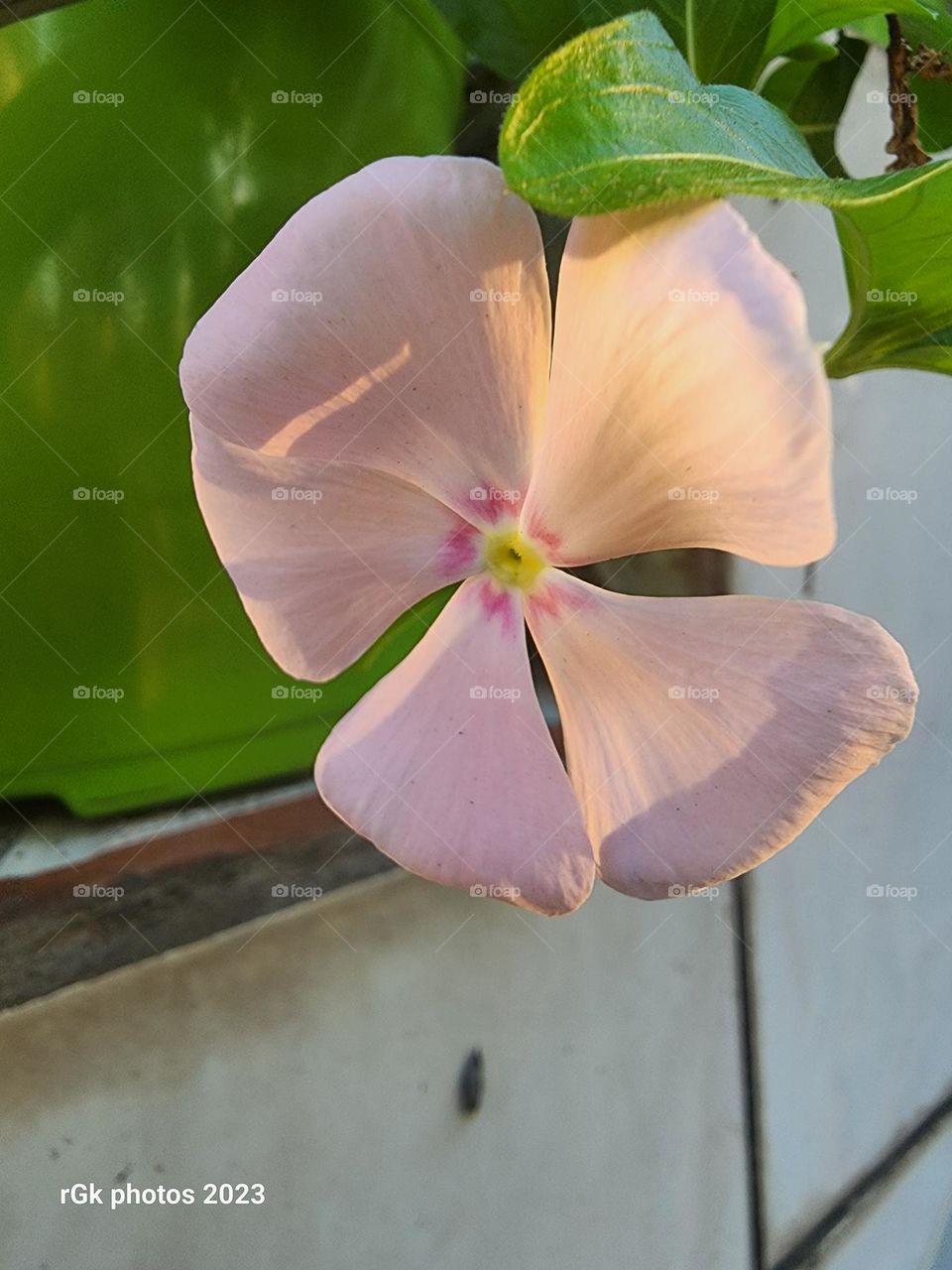 sun lit peach vinca