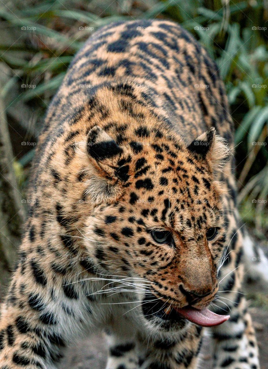 big cat sticks out tongue