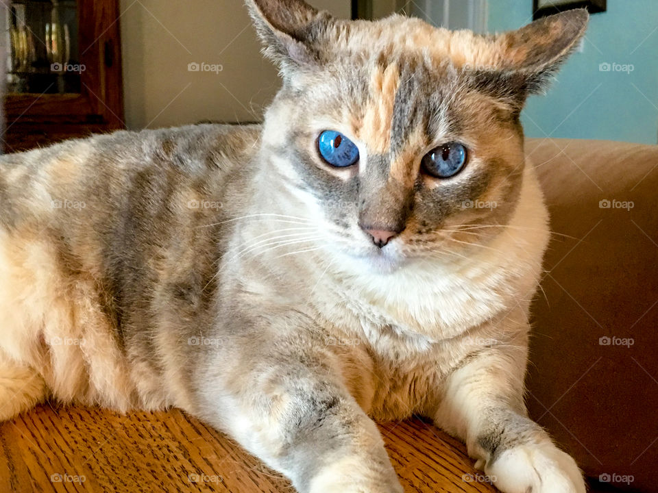 Blue eyed Siamese cat closeup 