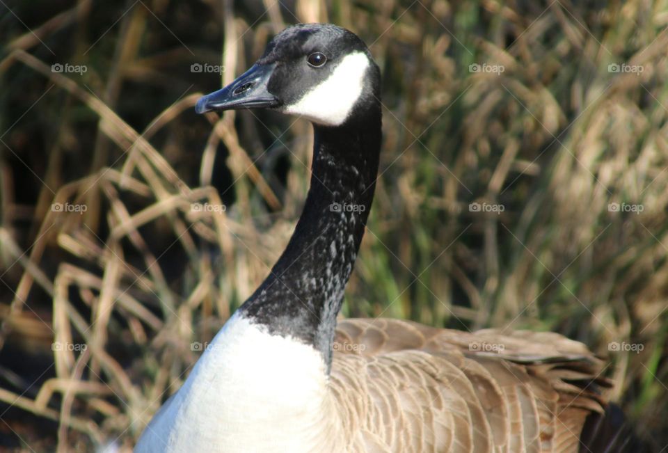 Canadian 
Goose on the Water