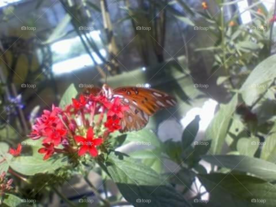 Gulf Fritillary butterfly on red pentas