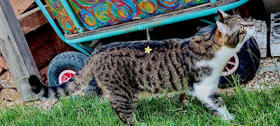 This is „Roukey“, a happy tomcat who lives in a beautiful house with a large garden in rural „Bavaria“, Germany. On a warm summer afternoon there’s nothing better to do than to go on a stroll and explore the terrain. 2023. Hypnotic Productions