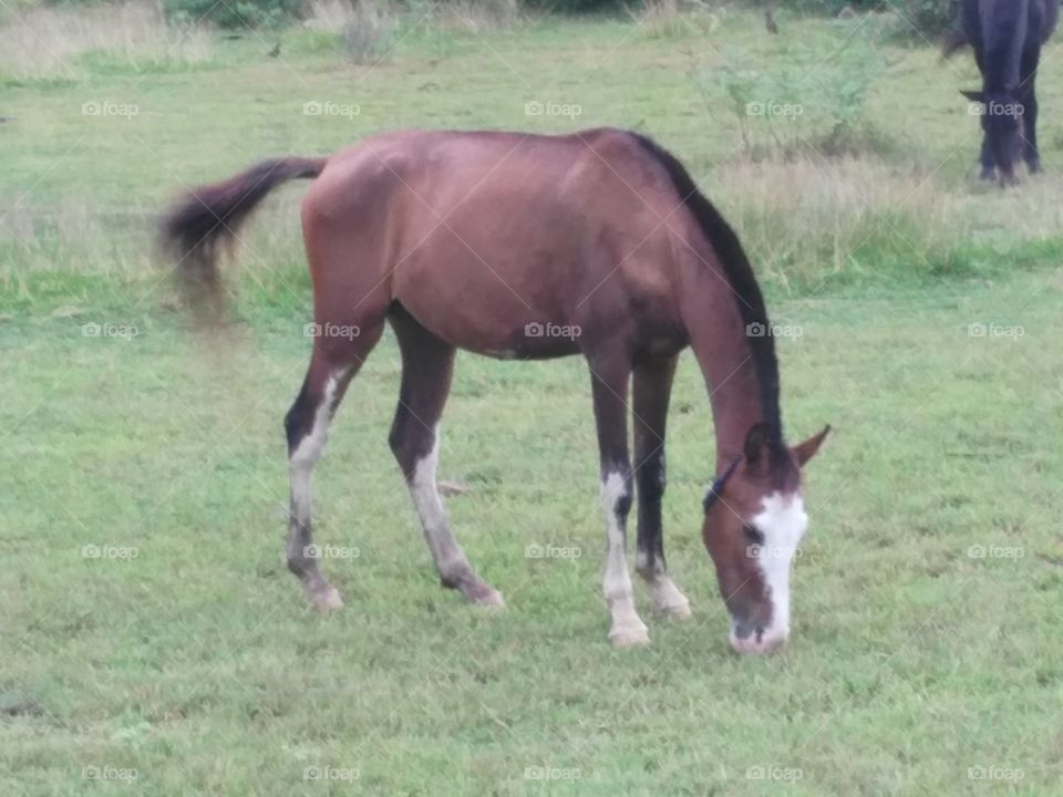 a very beautiful horse, which is feeding grass in the field.
