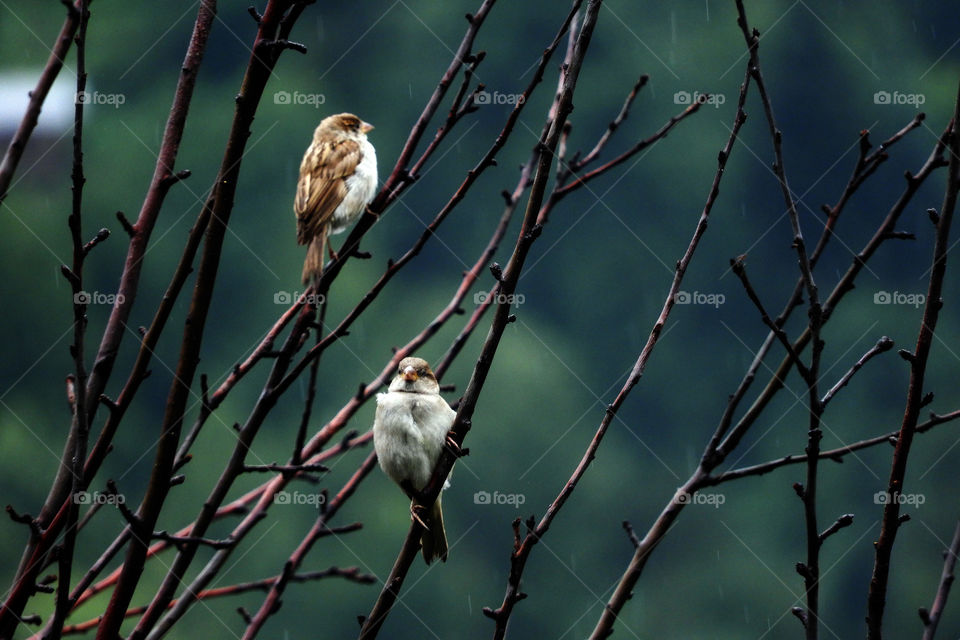 birds #manali trip