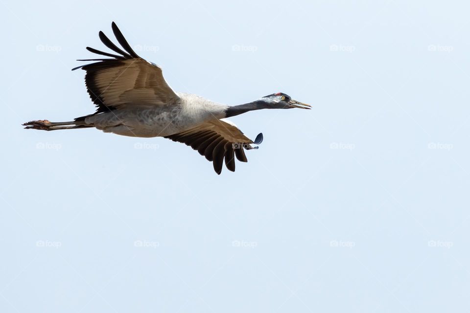 Closeup of one large crane bird flying in the light blue sky with widespread wings 