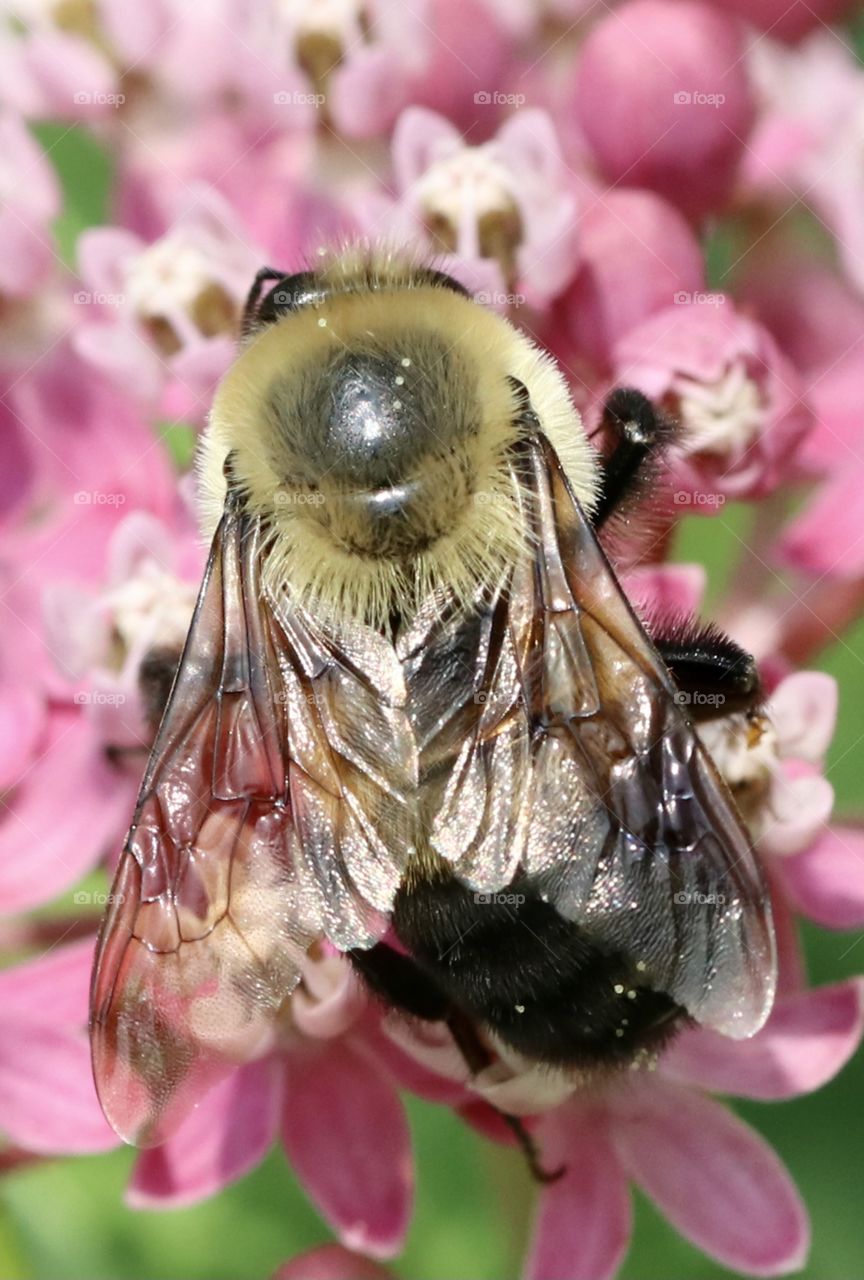 Carpenter bee on milkweed flowers 