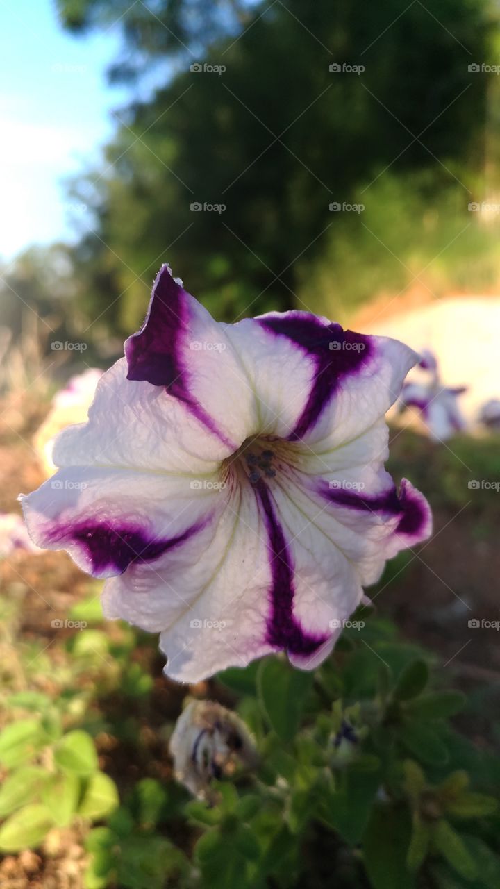 Some flower