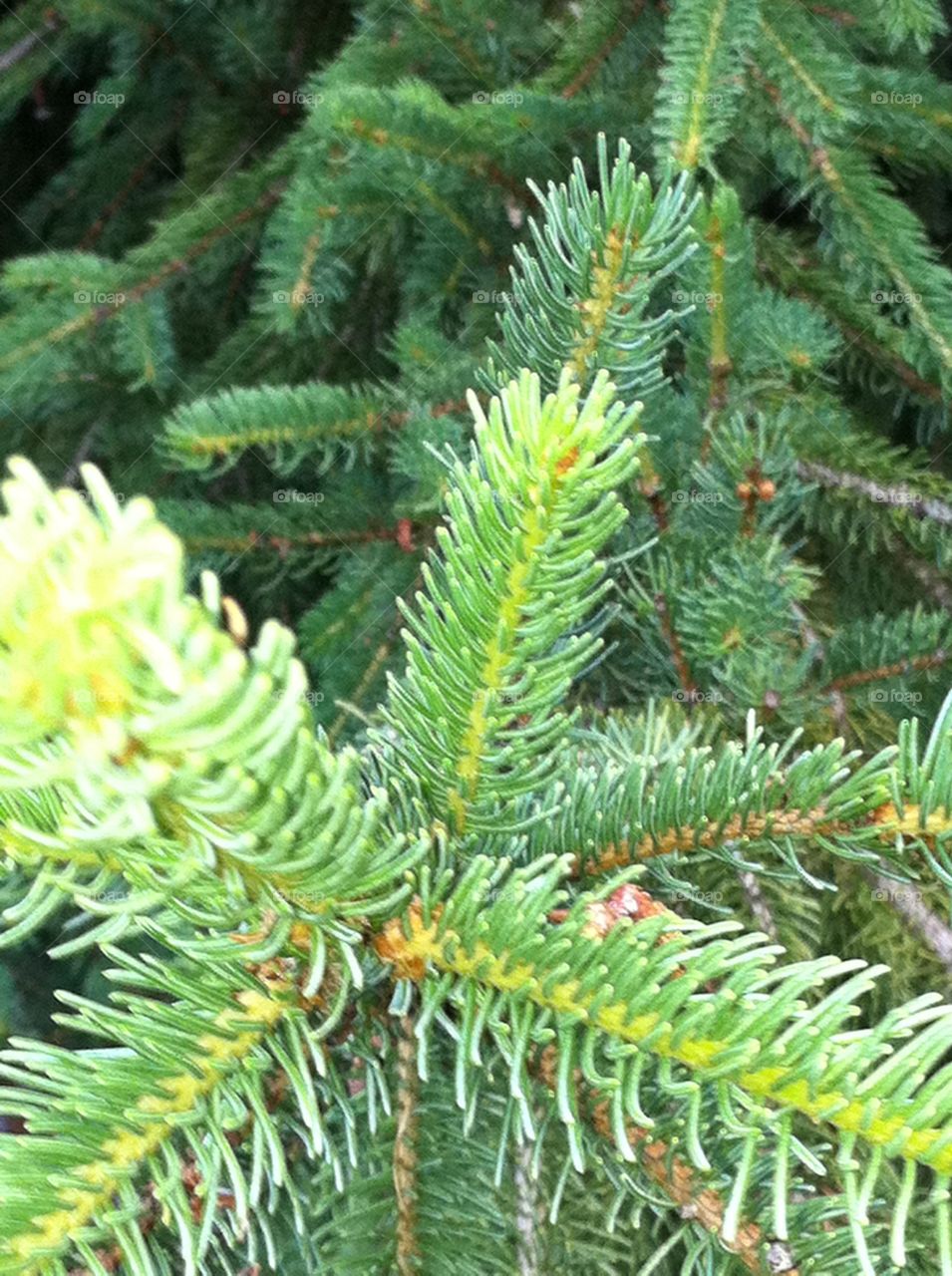 Pine needles on pine tree