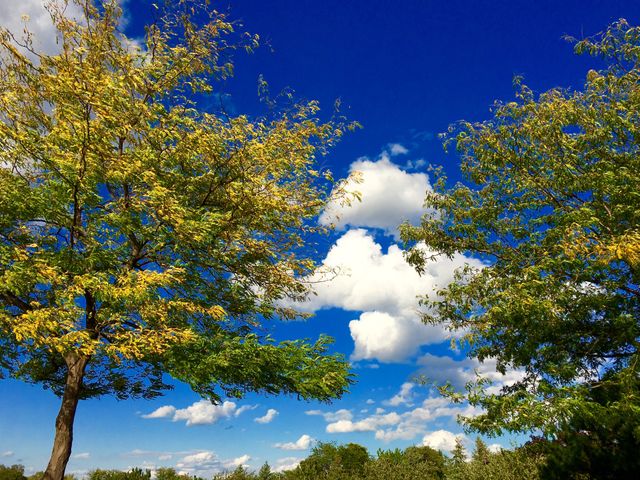 Blue sky behind autumn trees