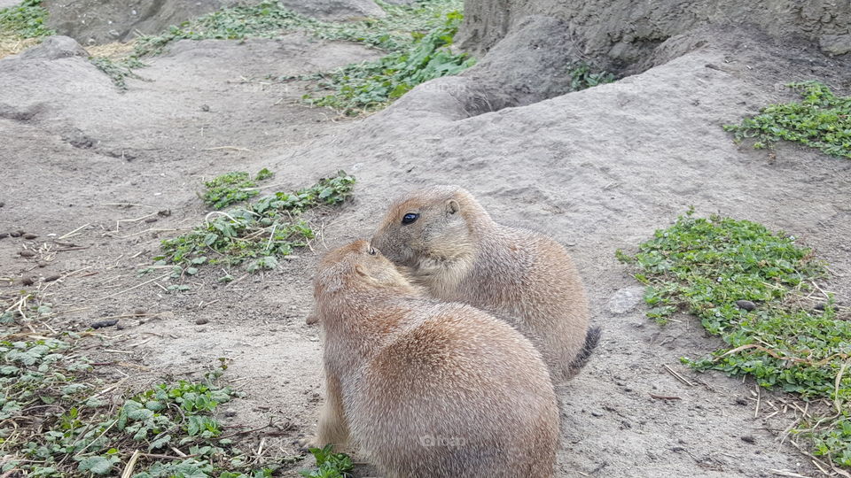 rodents in rotterdam zoo.