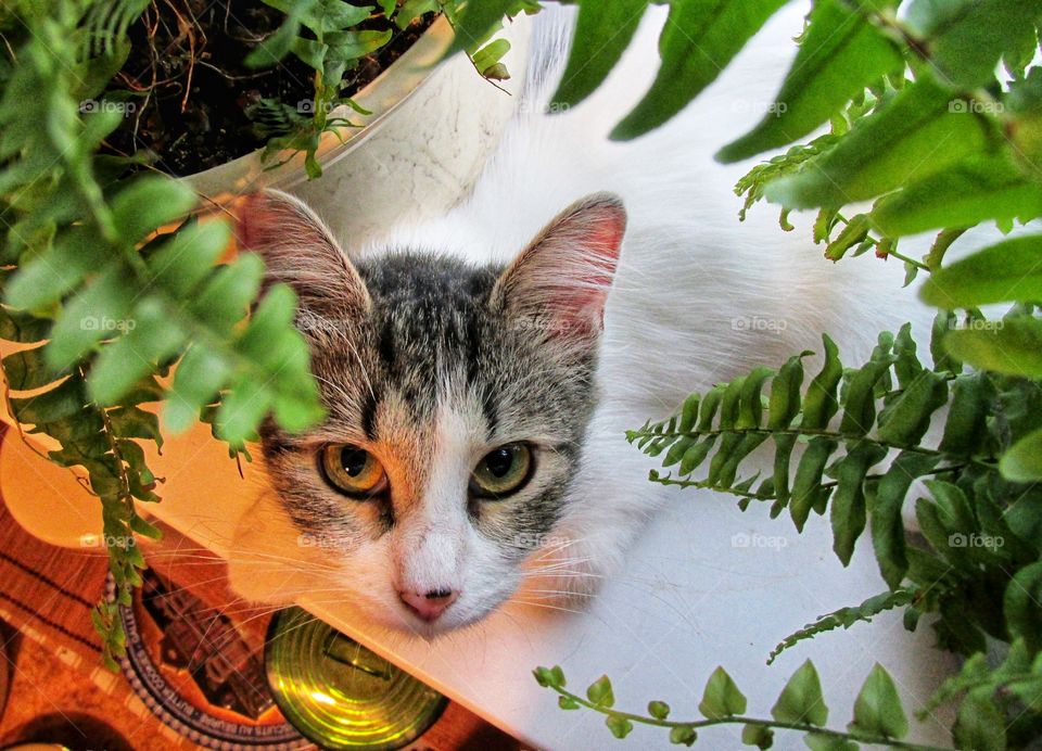 Life with pets. My white and gray cat Polina