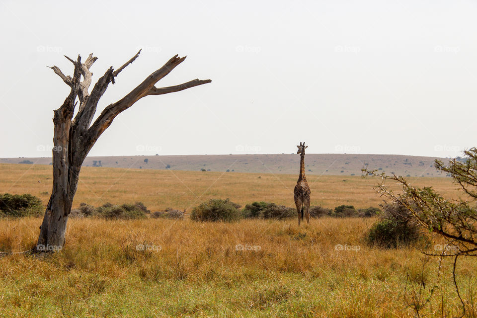 If I stand still they will think I am a tree said the giraffe 