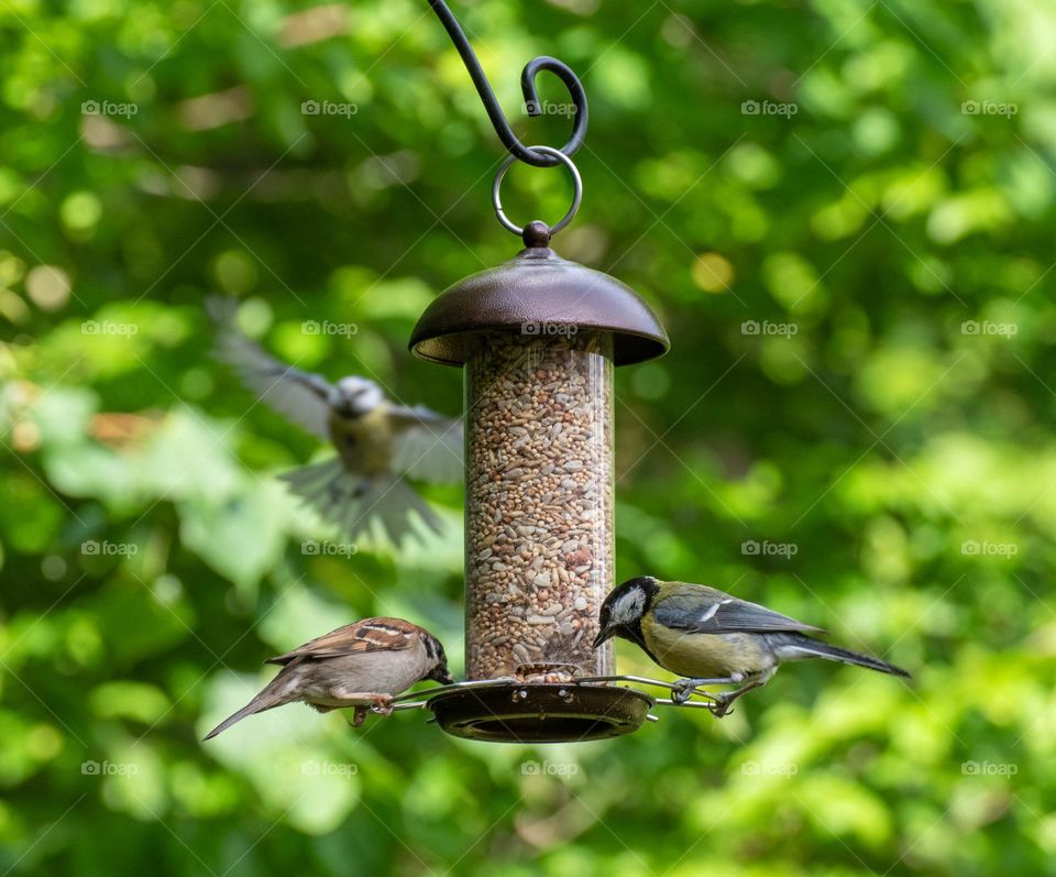 Birds at bird feeder