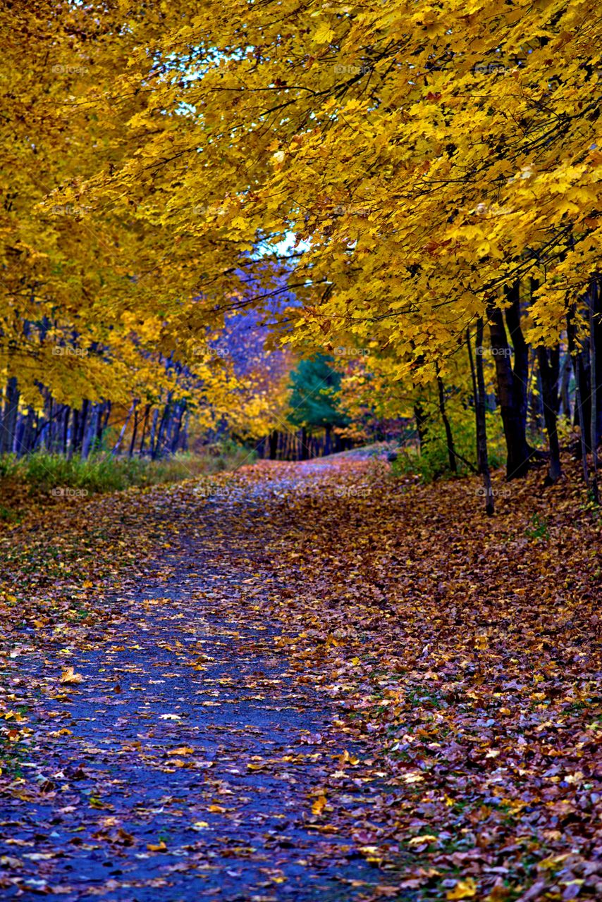 Fall path 