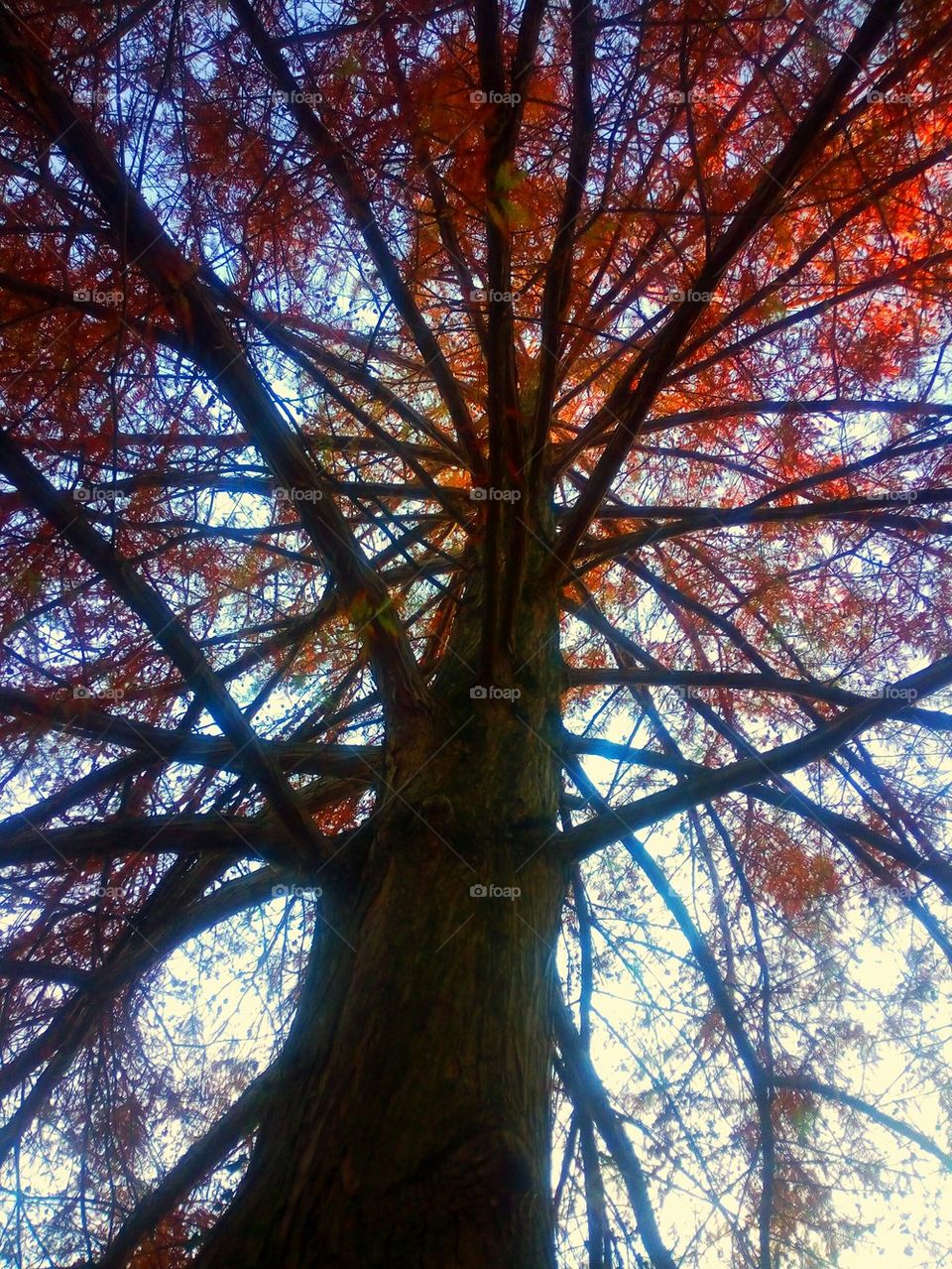 autumn tree