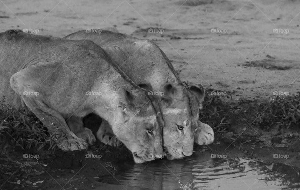 Two beautiful lioness' sat together for a drink from the waterhole!
