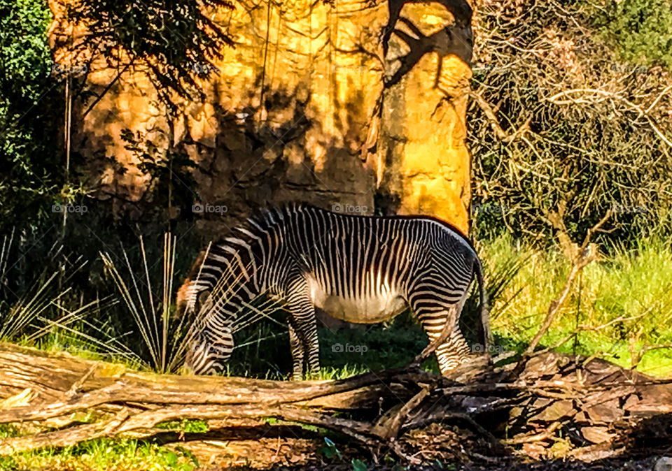 Grazing Zebra