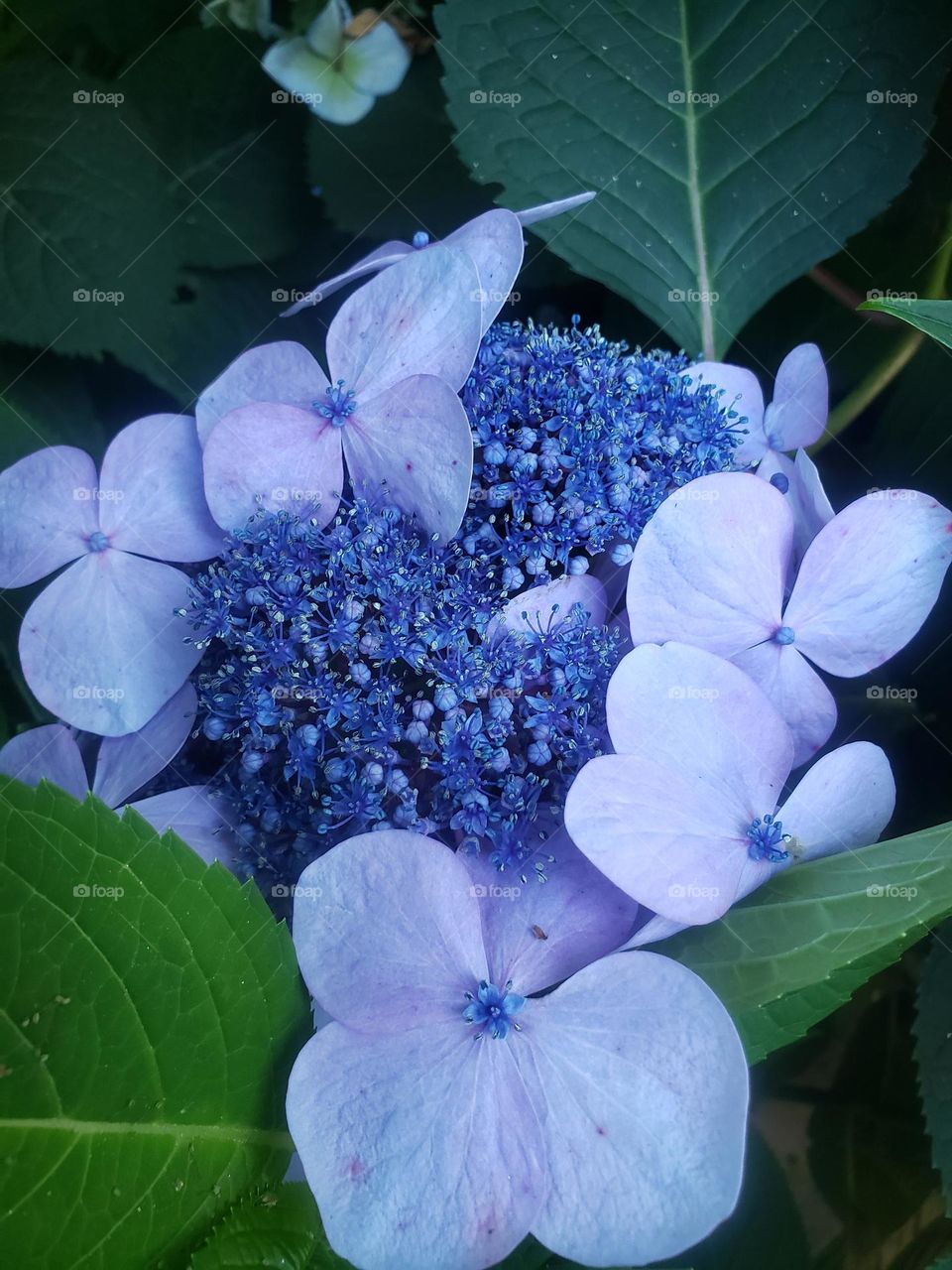 blue hydrangea
