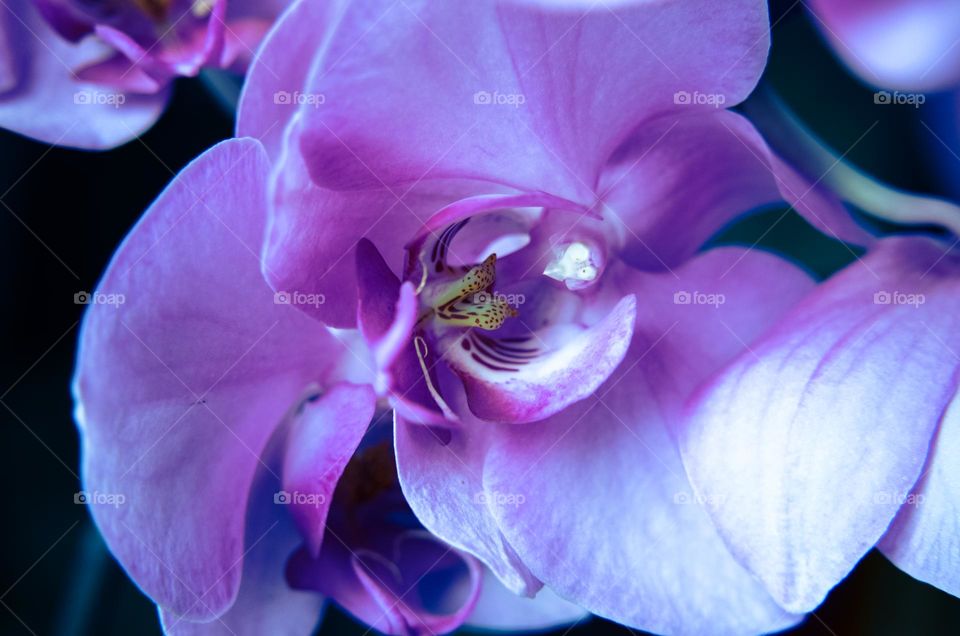 The beauty of Orchid