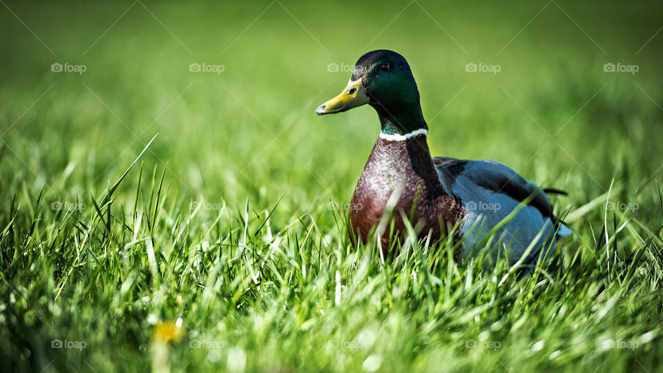 home duck in the meadow