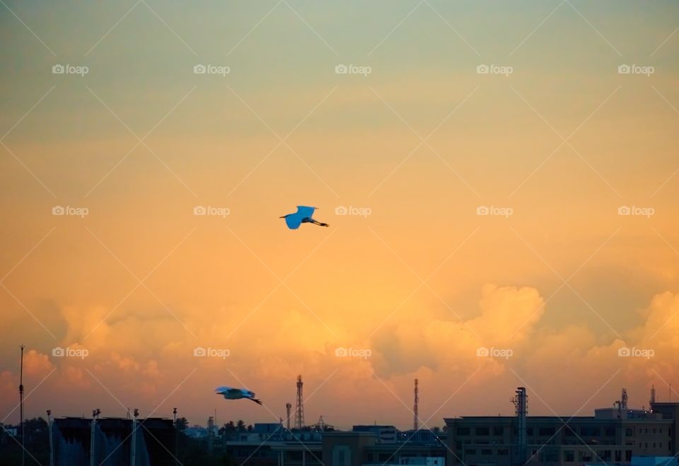 Dusky sky - Crane returning nest