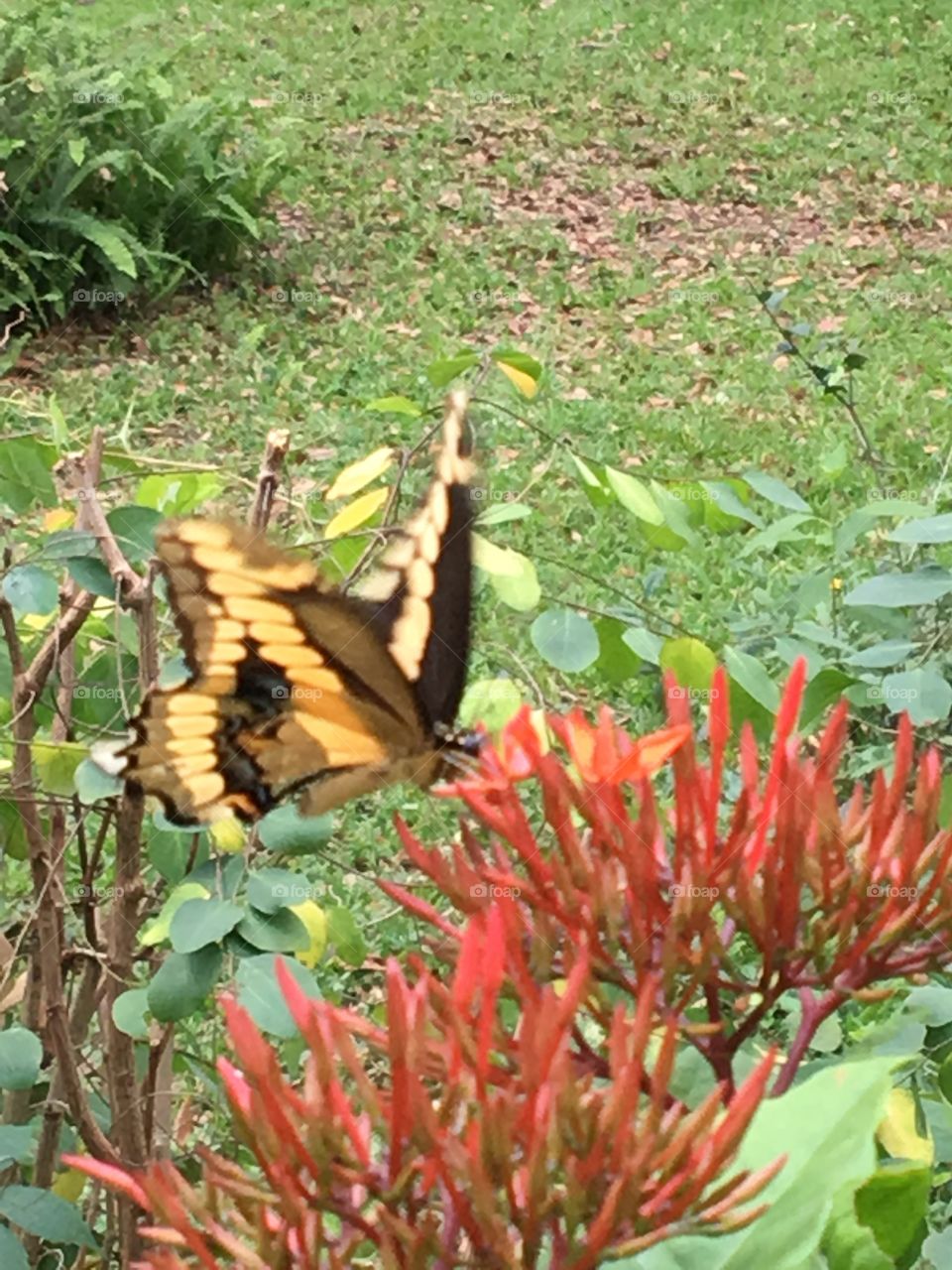 Tiger swallowtail butterfly on flower