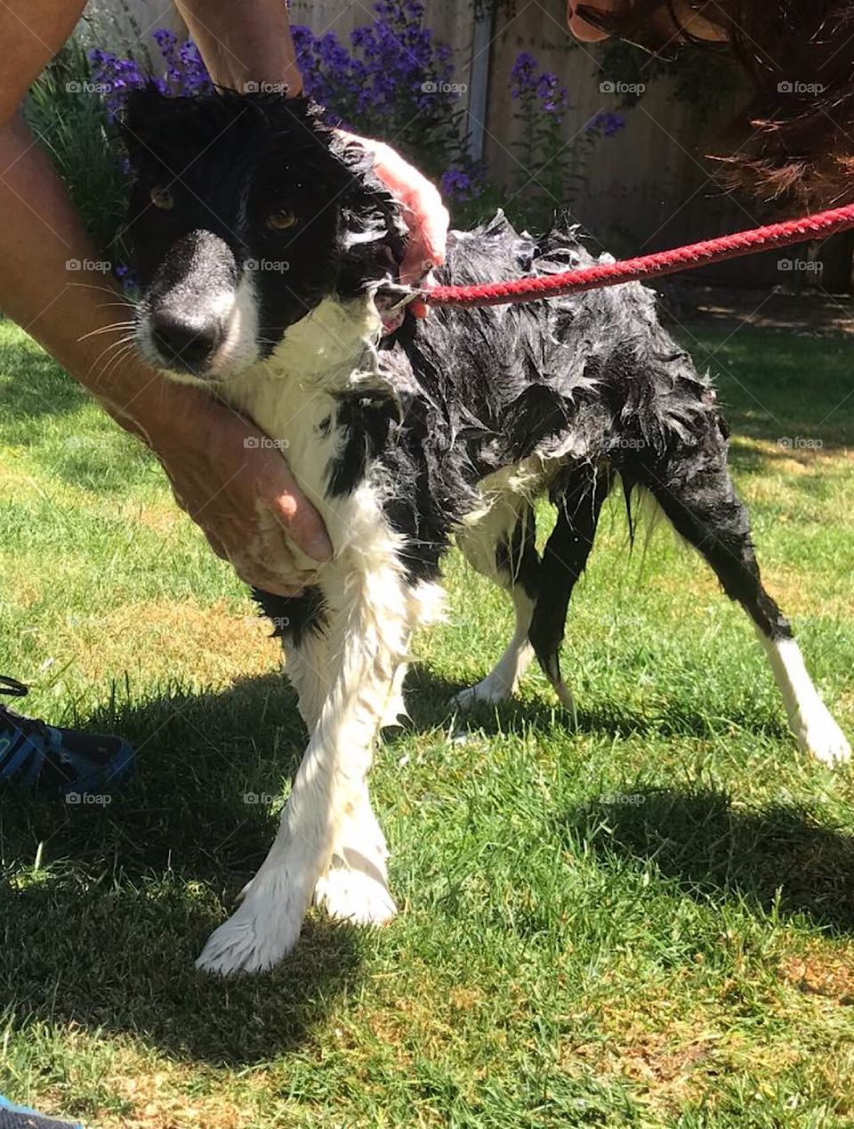Collie pup having a shampoo in the garden