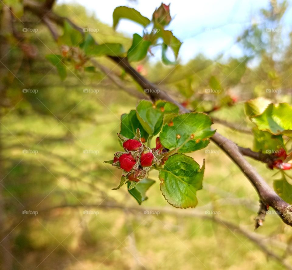 spring nature