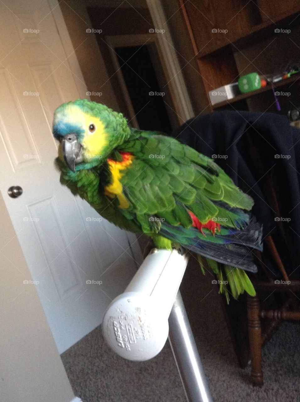 What a Handsome bird!