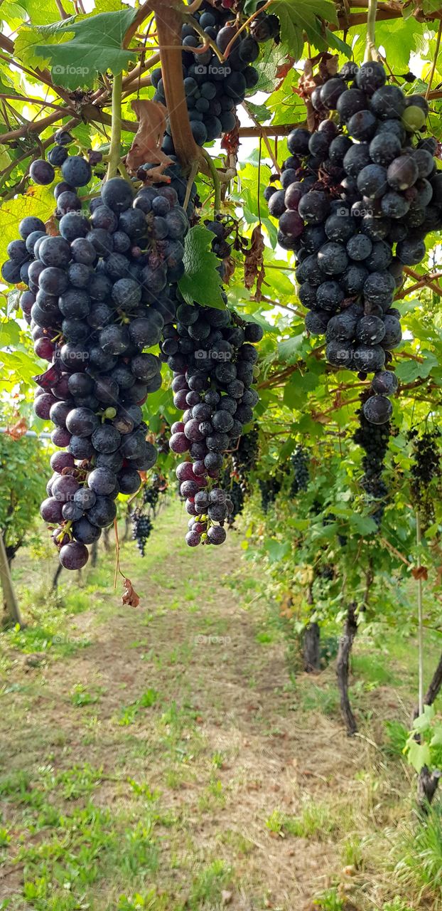 Bunches of grapes in the vineyard