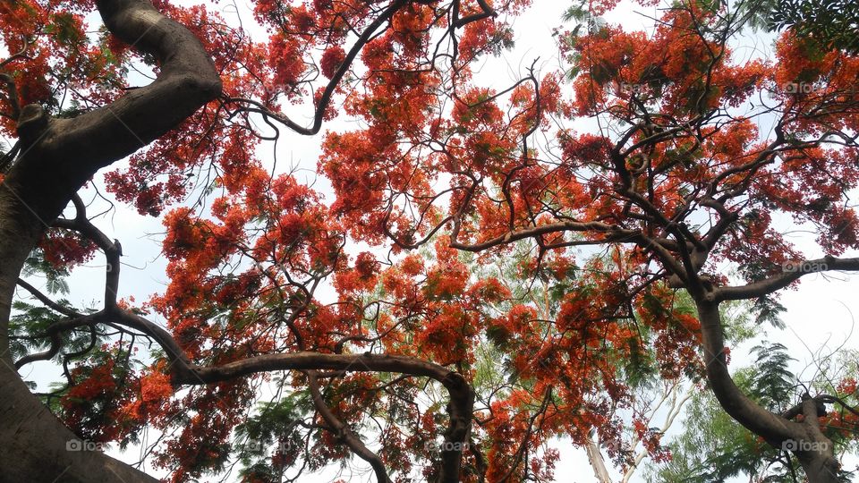 a beautiful flowers tree in the garden.