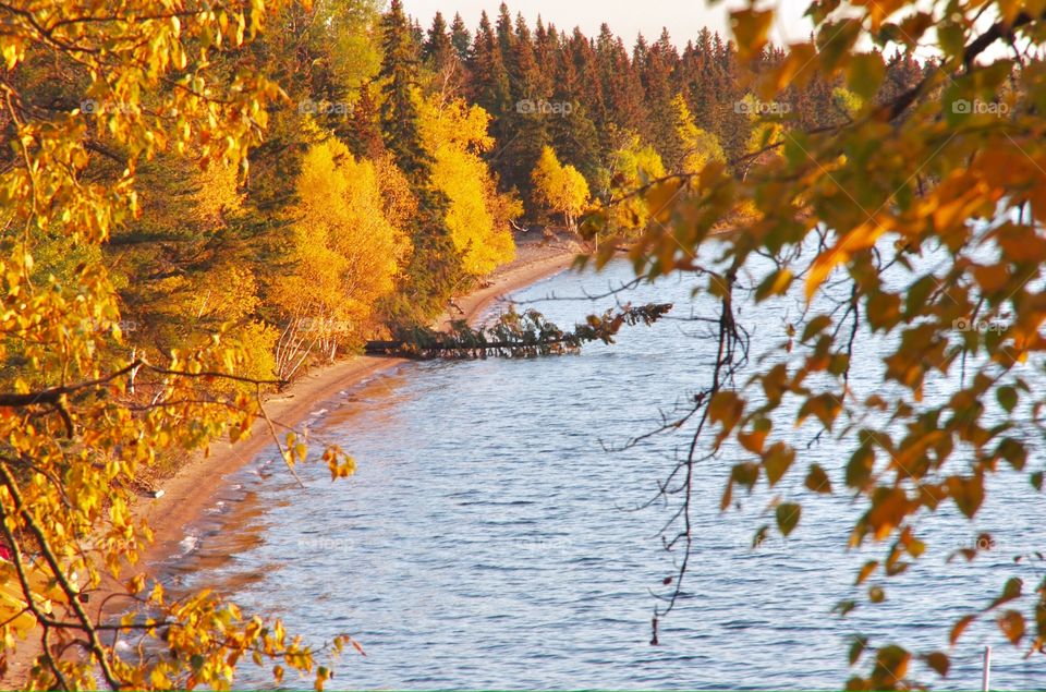 Exterior daylight.  Prince Albert National Park,  SK, CA.  Fall scene.  Water and yellow trees.