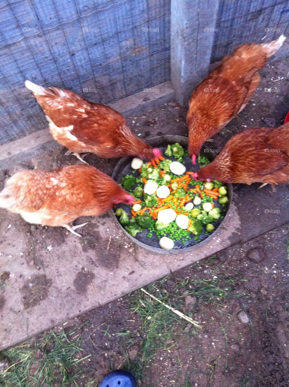 Chickens 