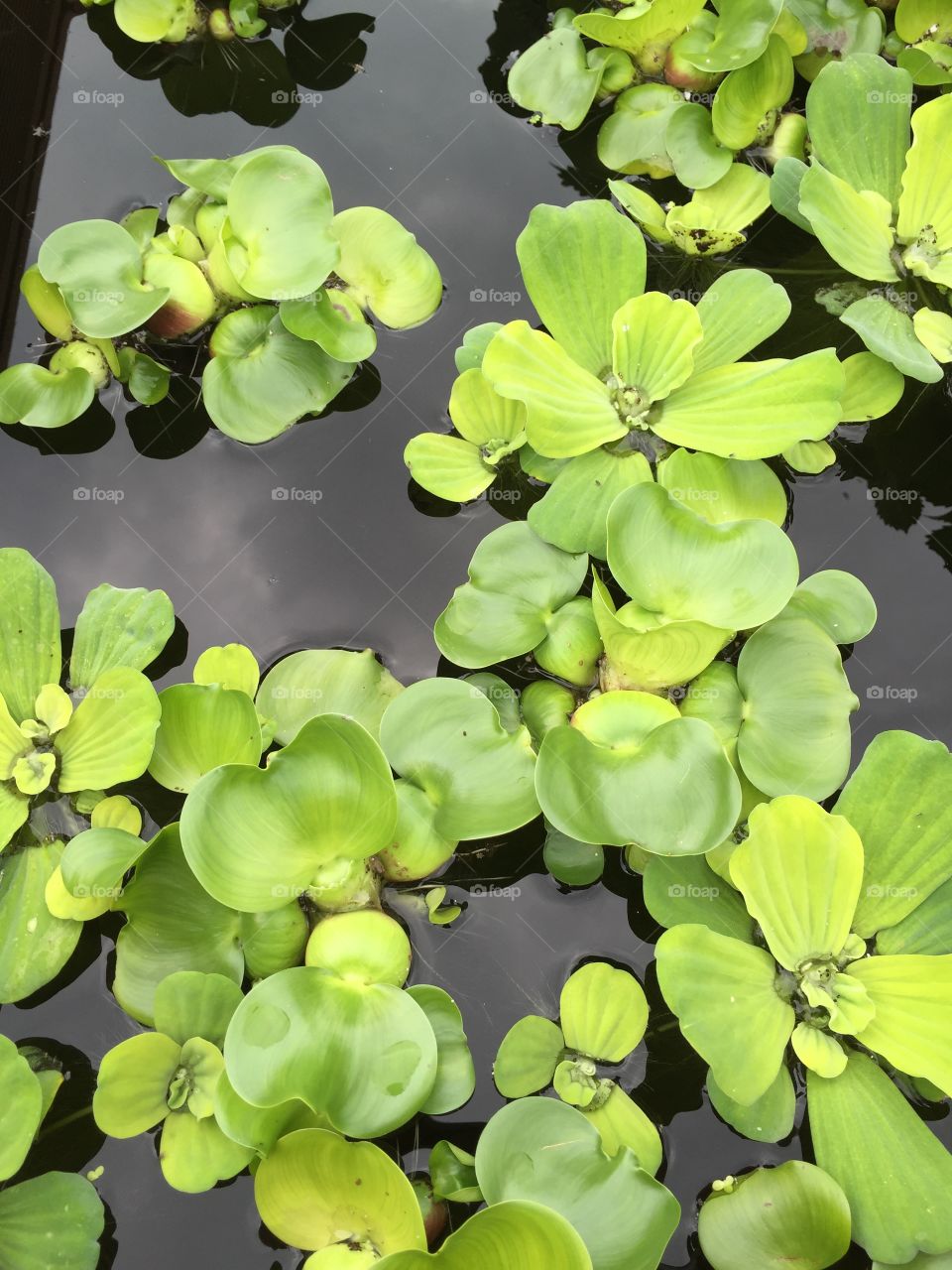 Water Lilies