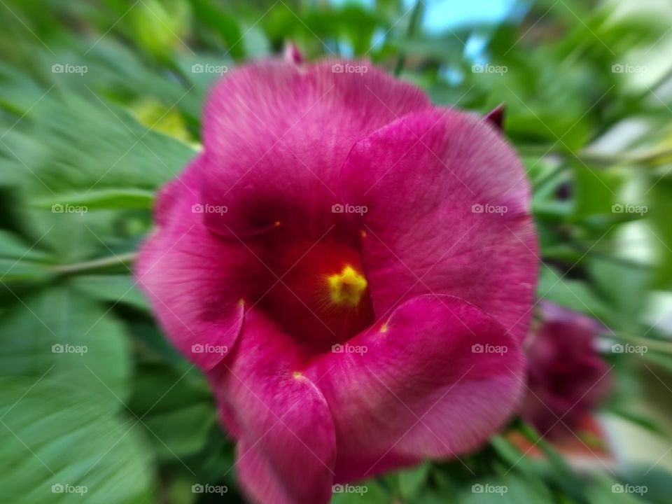 Allamanda flower photography