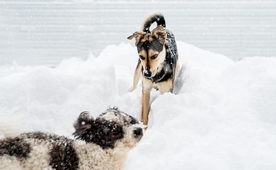 walking the dogs in winter