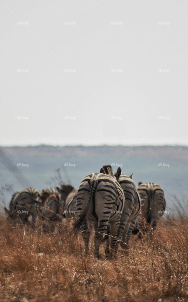 zebra's on the plains.